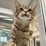 Enlarge Maxwell, an adopted Domestic Short Hair in Lansing, MI image 2/3