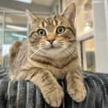 Maxwell, adopted, Adult Male Domestic Short Hair.