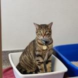 Enlarge Maxwell, an adopted Domestic Short Hair in Lansing, MI image 3/3