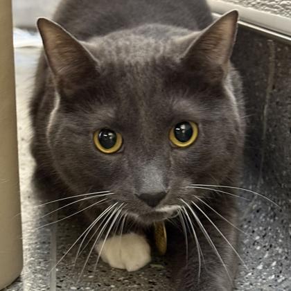 Zappy Zeus, Adoptable, Adult Male Domestic Short Hair.