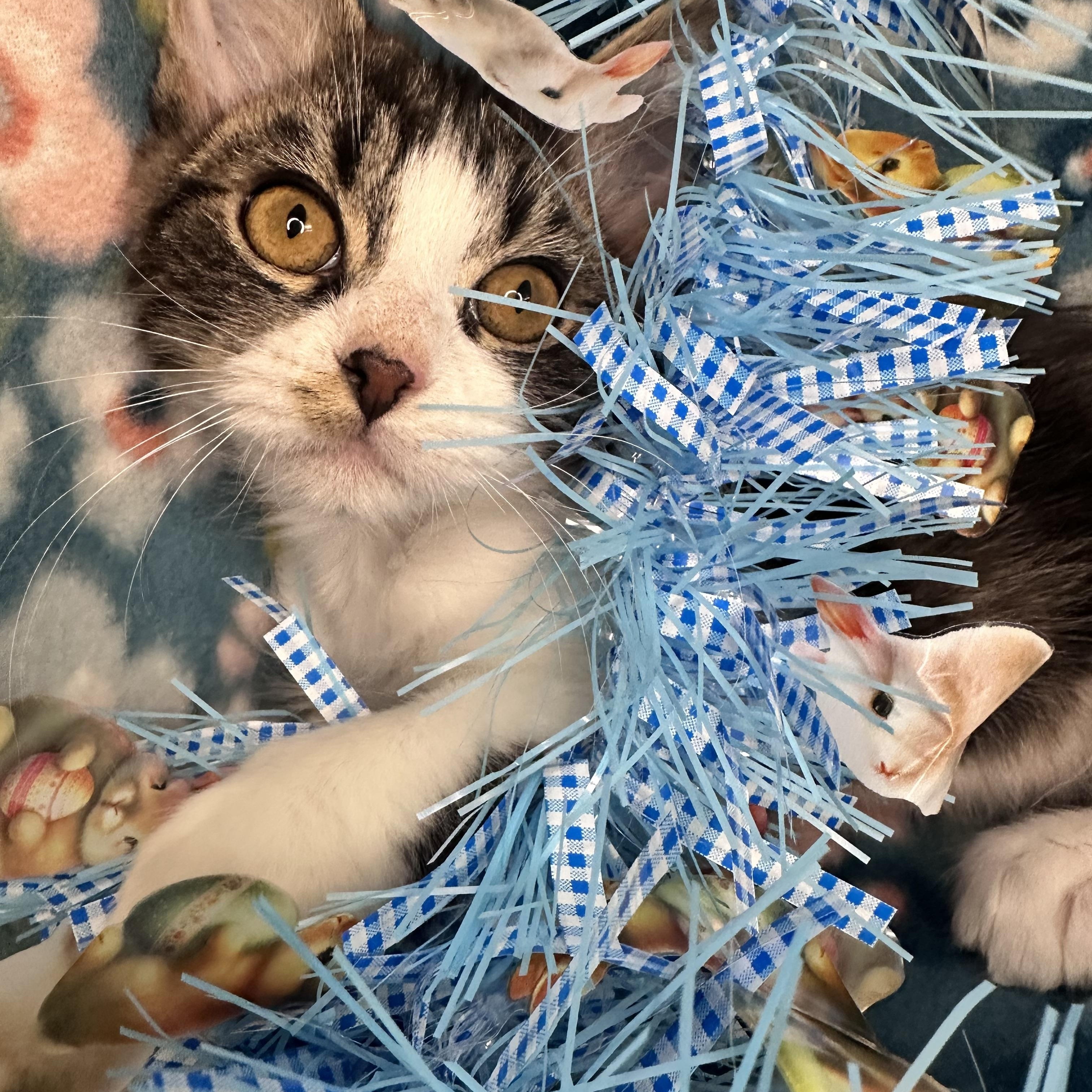 Ragamuffin, Adoptable, Kitten Male Siberian & Maine Coon.