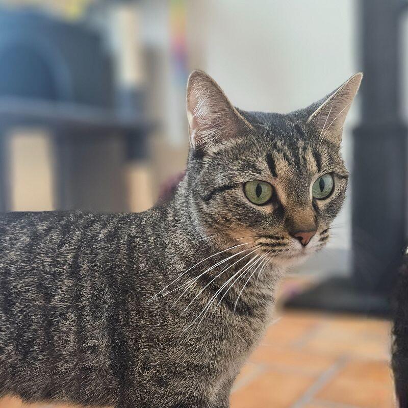 Wednesday, Adoptable, Adult Female Domestic Short Hair.