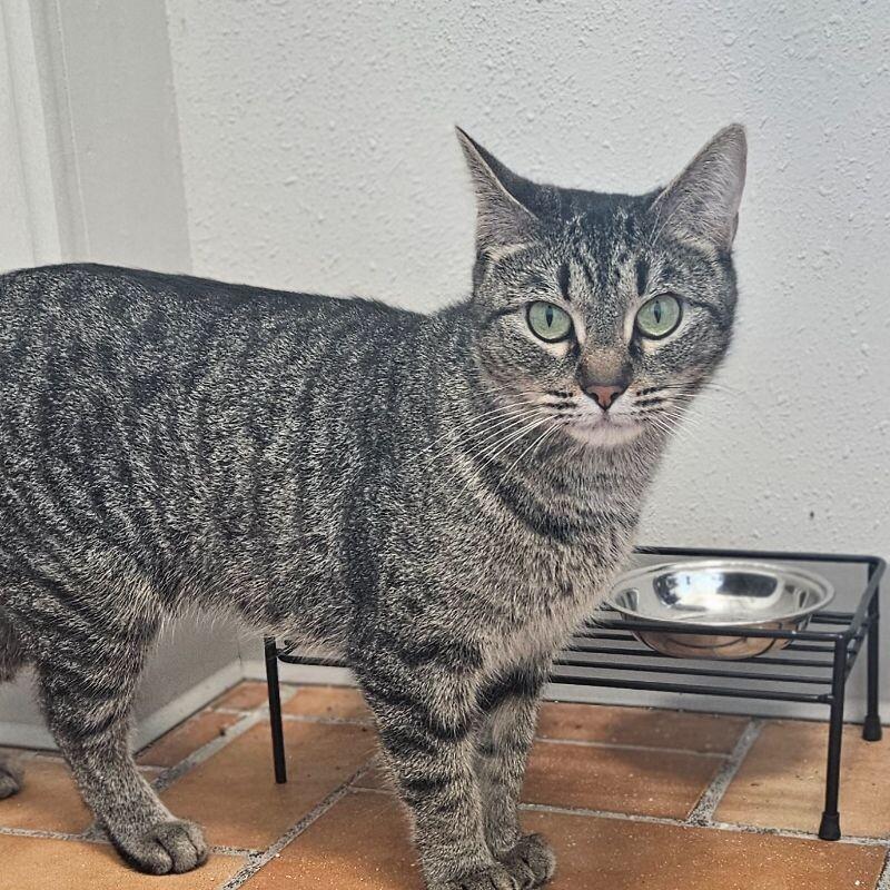 Wednesday, a Adoptable Domestic Short Hair in Yankton, SD image 2/5