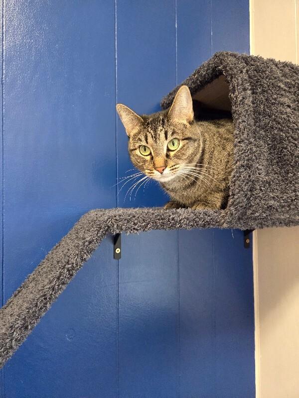 Wednesday, a Adoptable Domestic Short Hair in Yankton, SD image 3/5