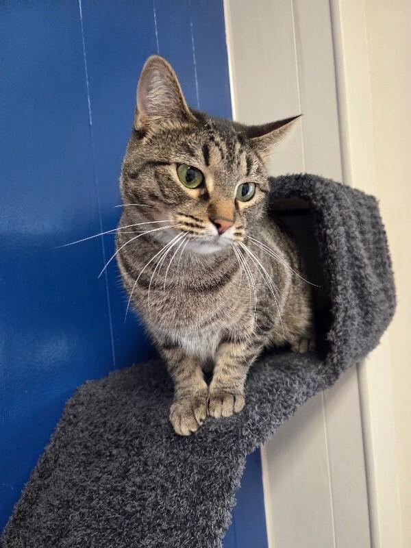 Wednesday, a Adoptable Domestic Short Hair in Yankton, SD image 4/5