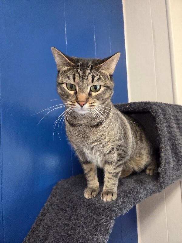 Wednesday, a Adoptable Domestic Short Hair in Yankton, SD image 5/5