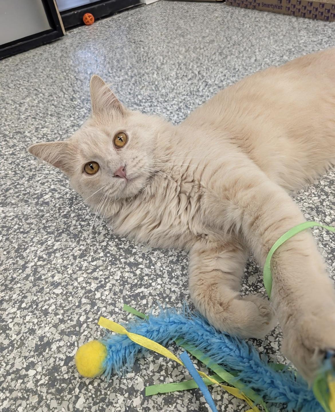 Waldo, a Adoptable Domestic Long Hair in Hudsonville, MI image 1/6