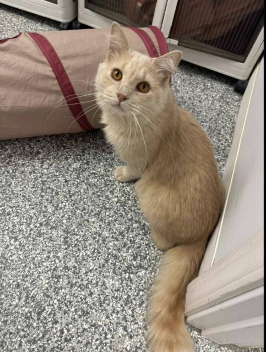 Waldo, a Adoptable Domestic Long Hair in Hudsonville, MI image 2/6