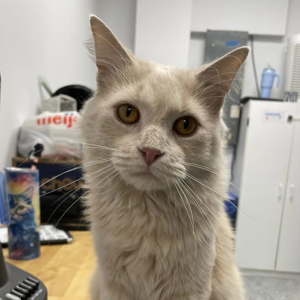 Waldo, a Adoptable Domestic Long Hair in Hudsonville, MI image 4/6