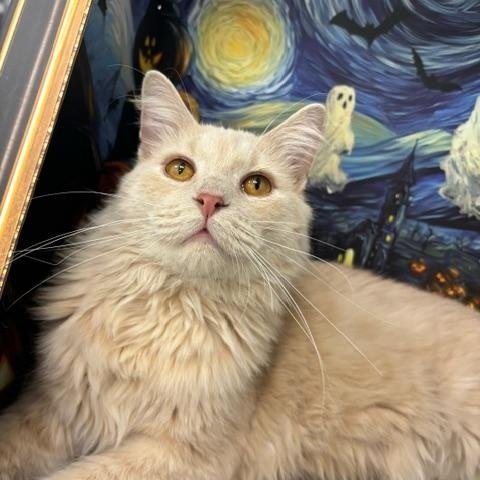 Waldo, a Adoptable Domestic Long Hair in Hudsonville, MI image 3/6