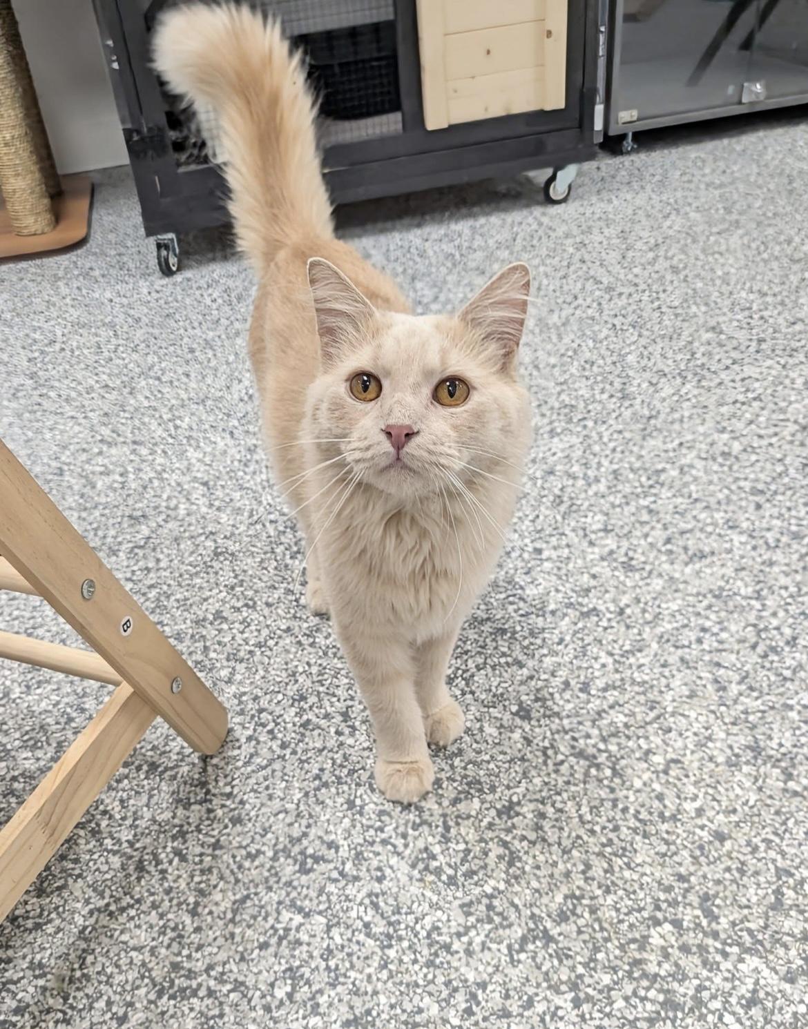 Waldo, a Adoptable Domestic Long Hair in Hudsonville, MI image 5/6