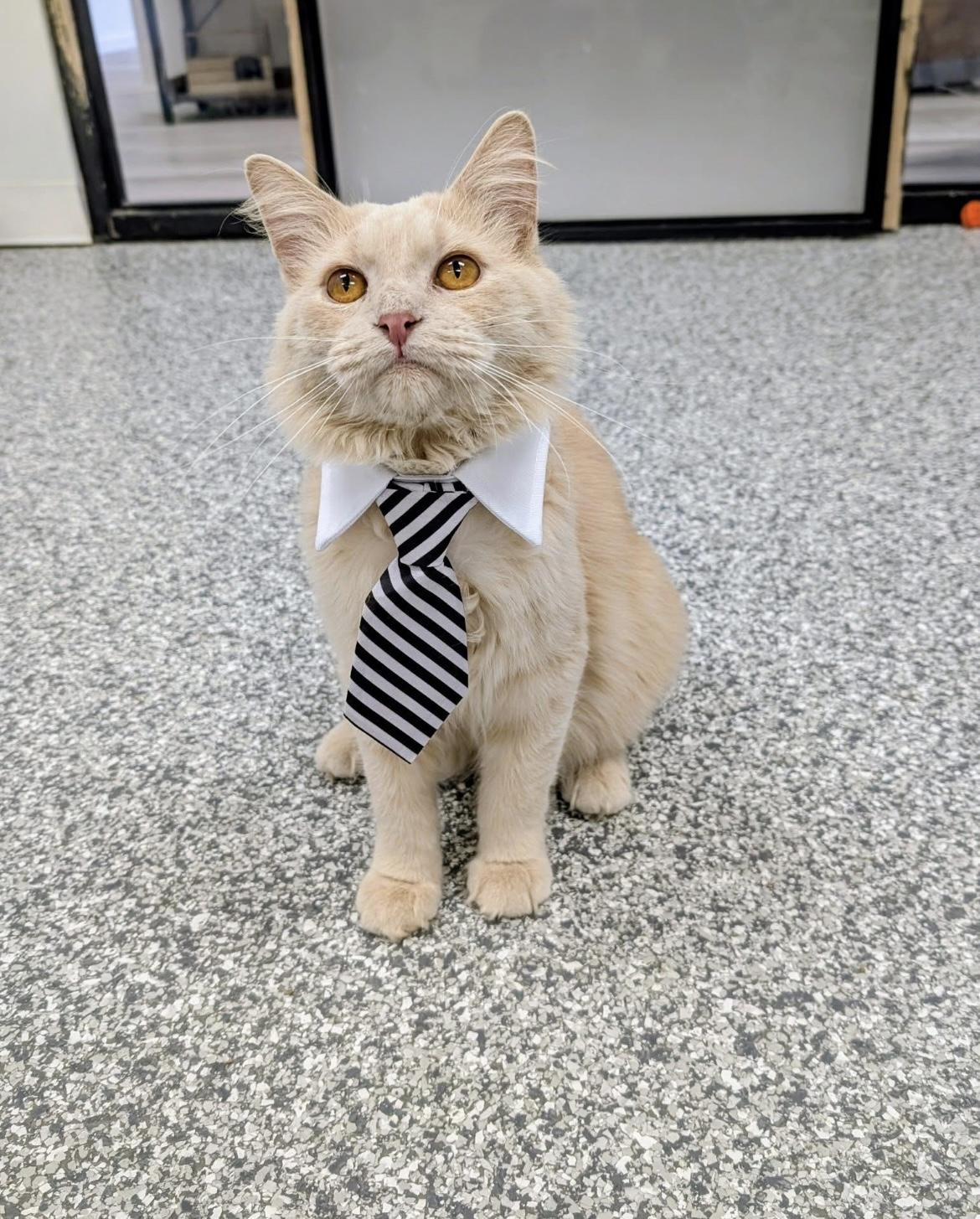 Waldo, a Adoptable Domestic Long Hair in Hudsonville, MI image 6/6