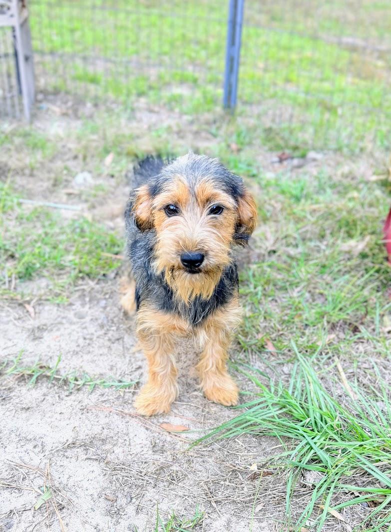 Enlarge GRETTA, a Adopted mixed breed in Brattleboro, VT image 1/5