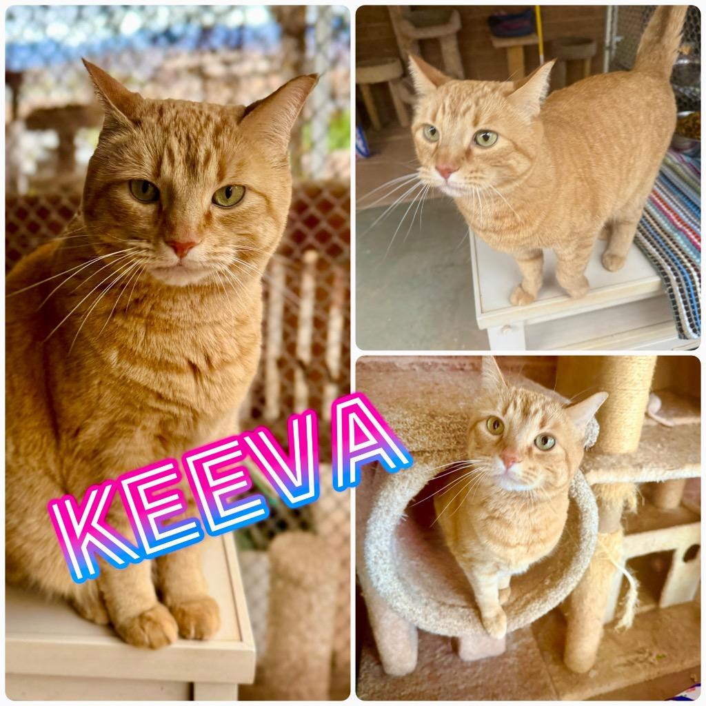 Keeva, ADOPTABLE, Adult Female Domestic Short Hair.