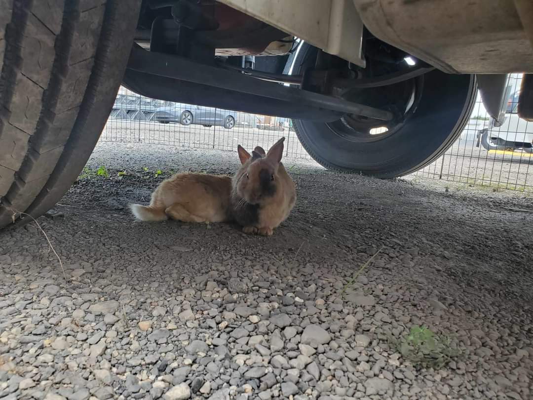 Terracotta & Potter, a Adoptable mixed breed in Wilkes-Barre, PA image 2/4