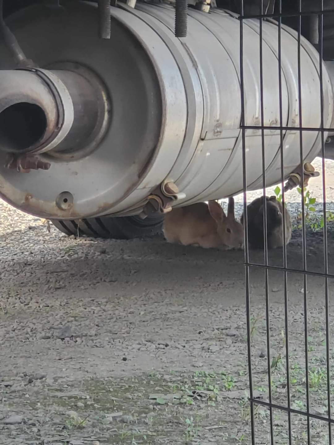 Terracotta & Potter, a Adoptable mixed breed in Wilkes-Barre, PA image 4/4