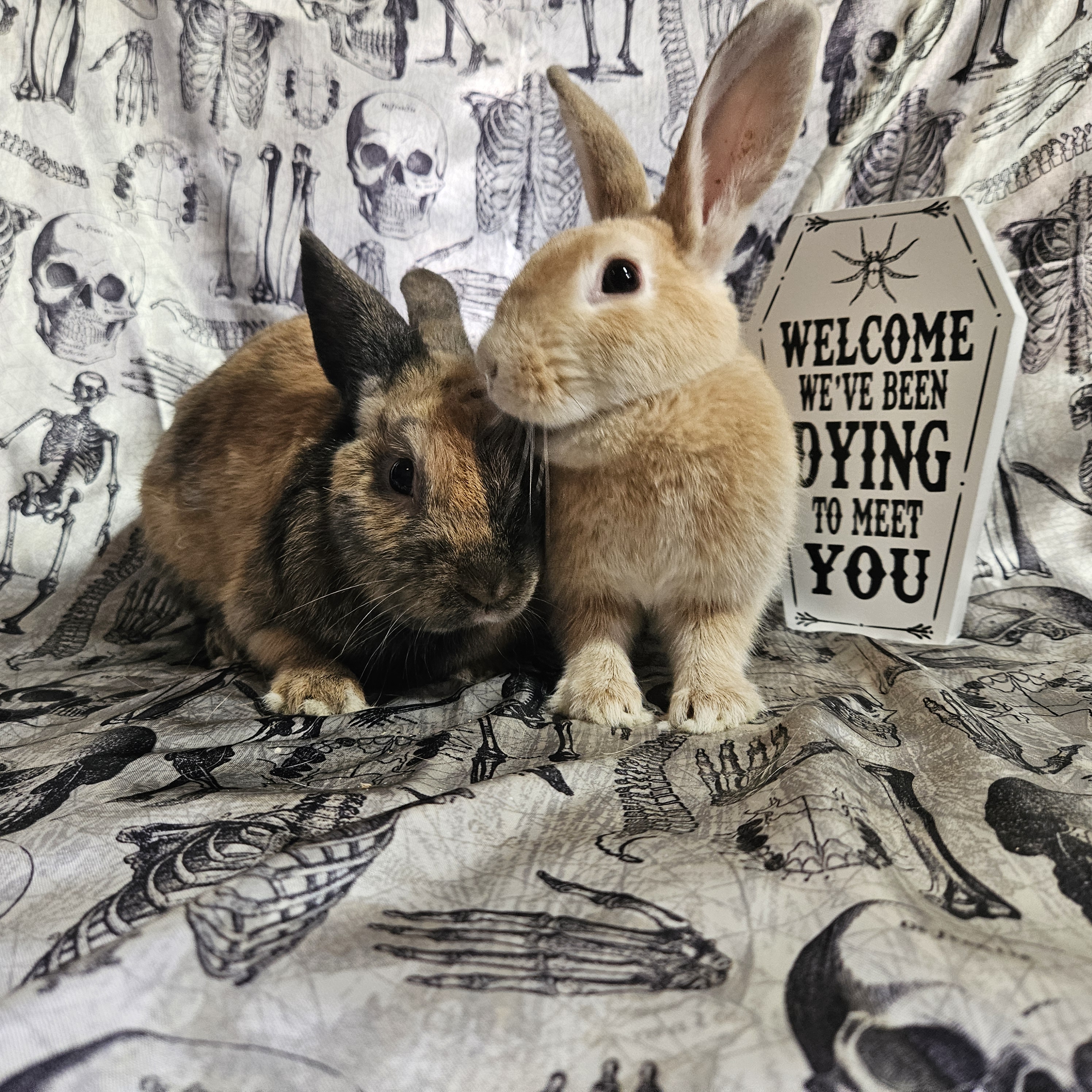 Terracotta & Potter, Adoptable, Young Male Bunny Rabbit.