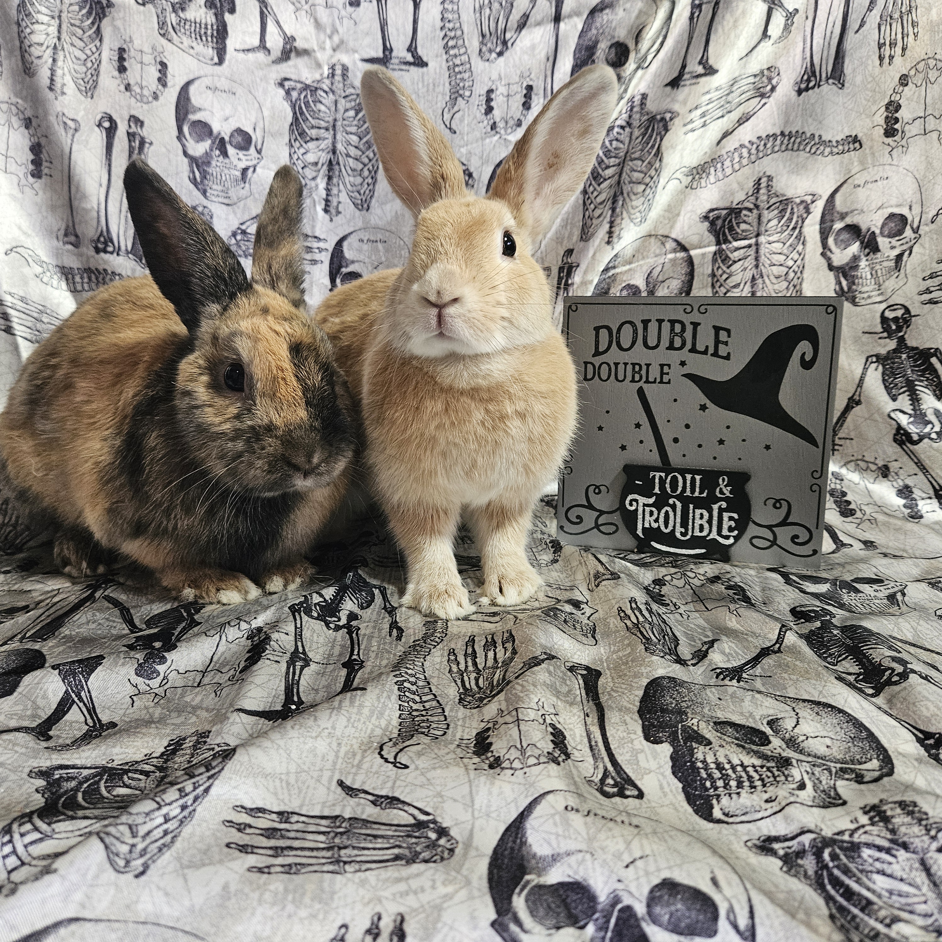 Terracotta & Potter, a Adoptable mixed breed in Wilkes-Barre, PA image 3/4