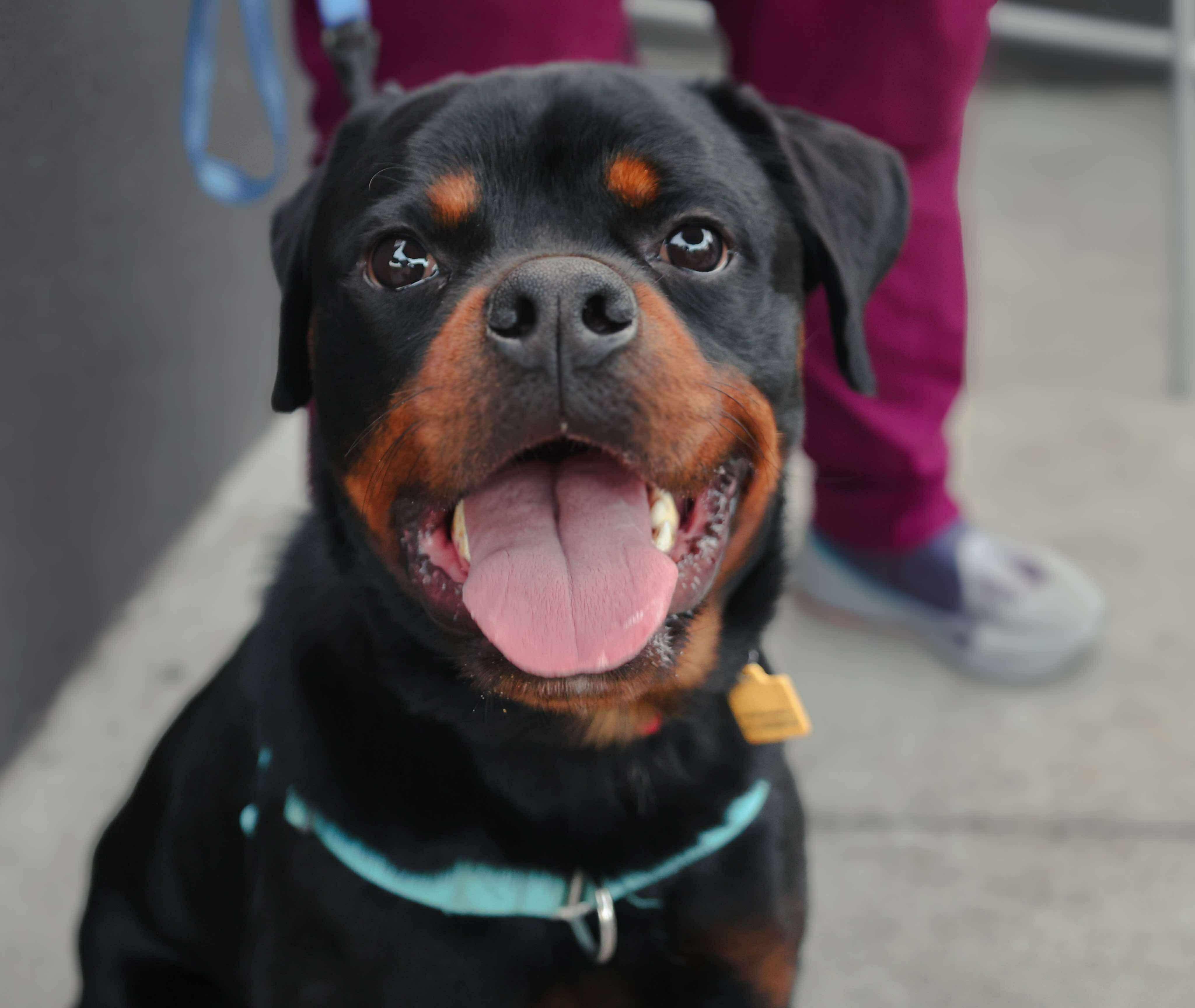 Oswald, Adult Male Rottweiler