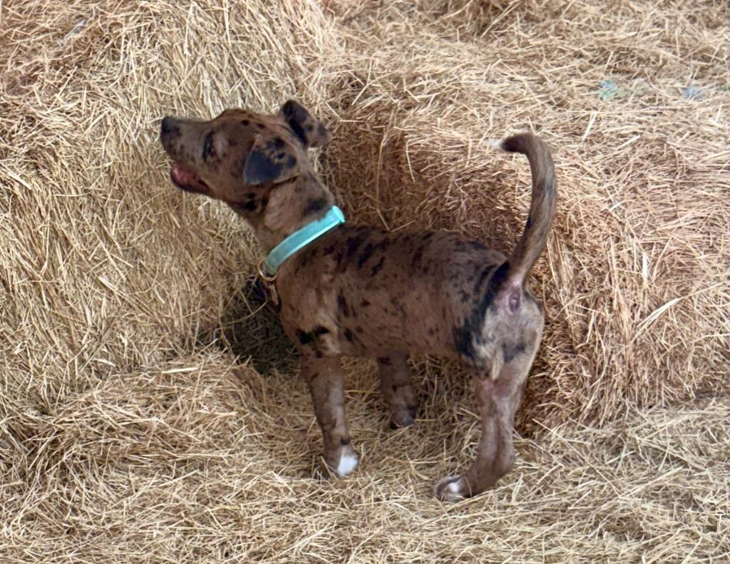 Breezy, Adoptable, Young Female Corgi.