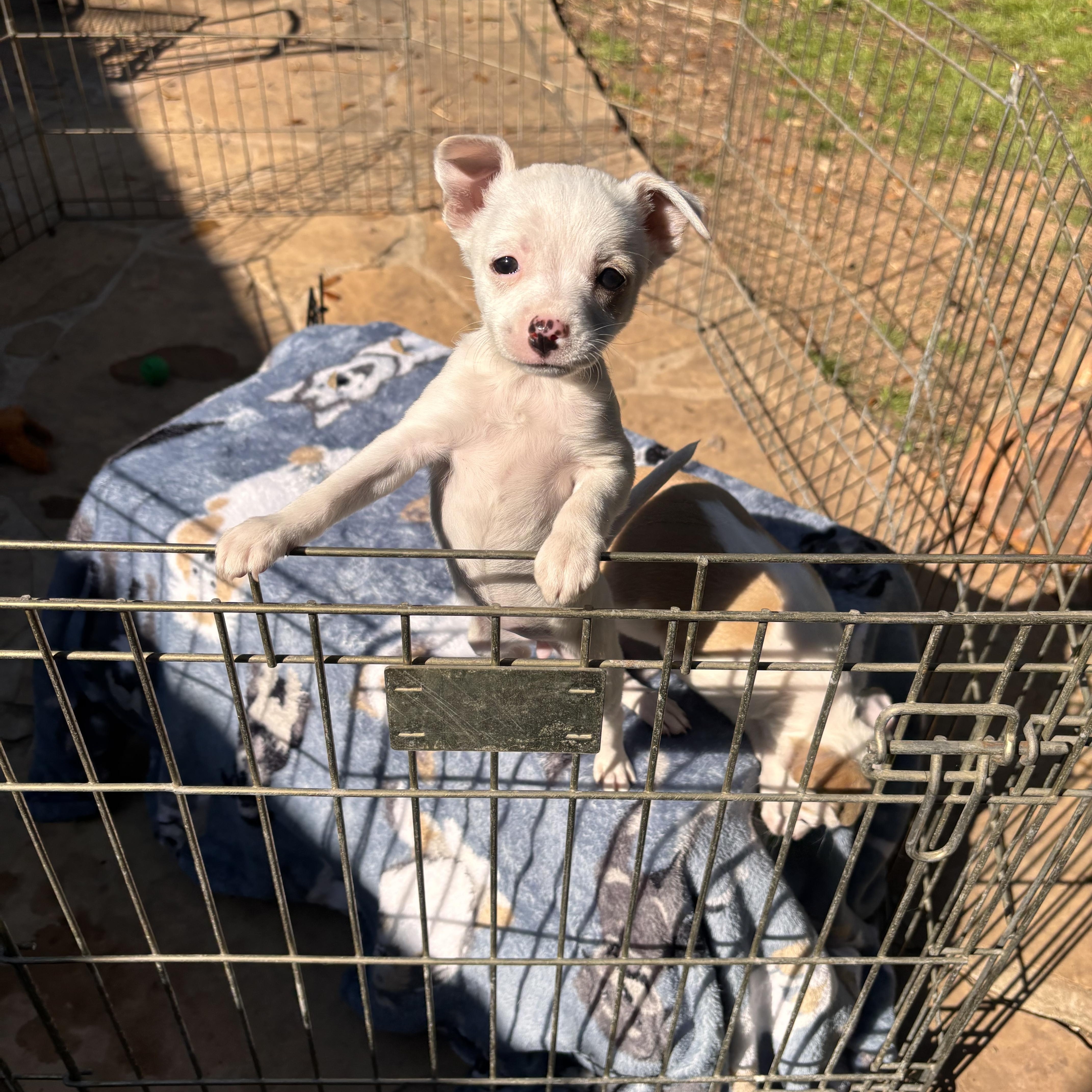 FIFI STARDUST (Adorable, Cute Baby, Happy, Loving, Cuddles and Kisses)