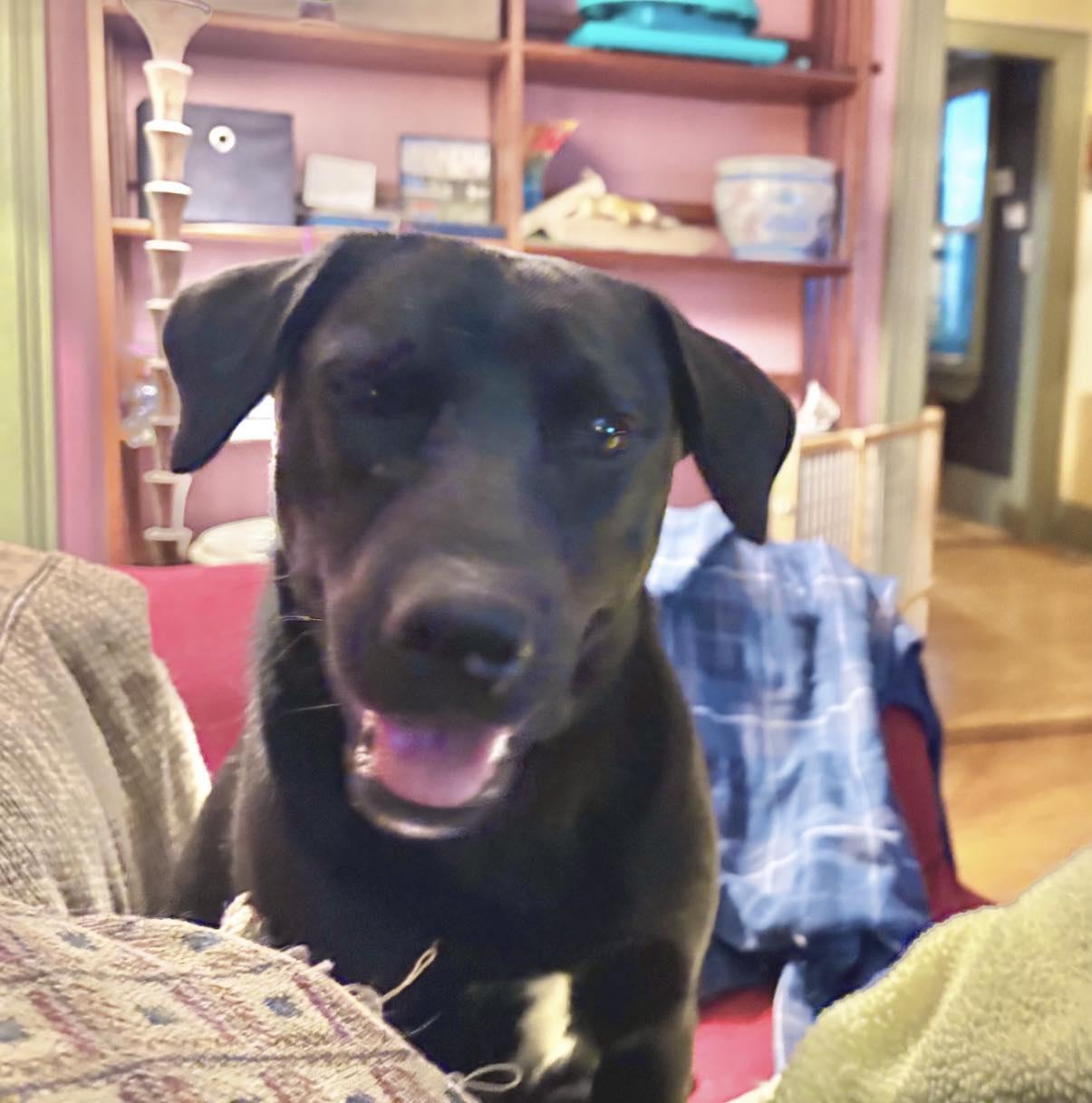 Enlarge Batman, a ADOPTABLE mixed breed in Woolwich, ME image 1/5