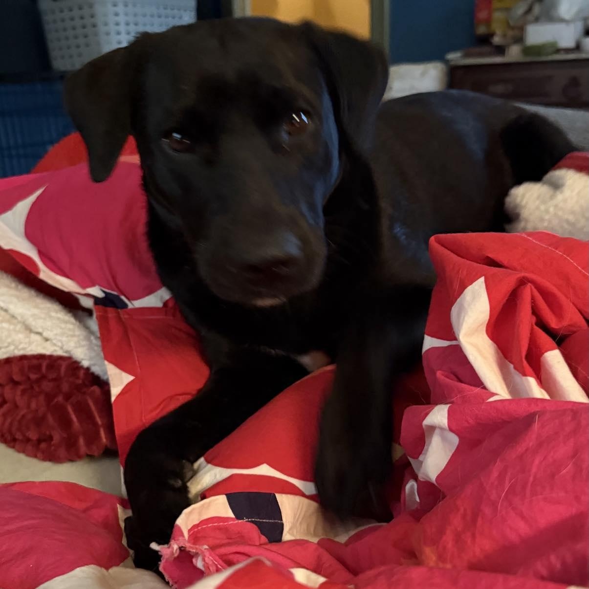 Enlarge Batman, a ADOPTABLE mixed breed in Woolwich, ME image 4/5