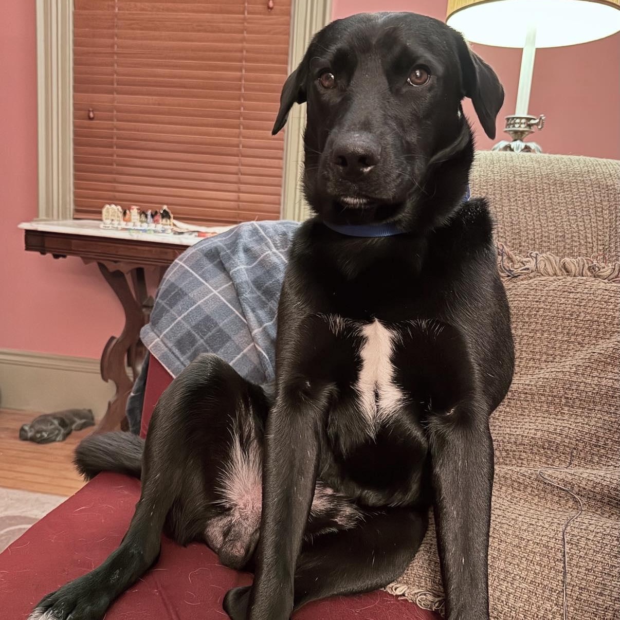 Enlarge Batman, a ADOPTABLE mixed breed in Woolwich, ME image 2/5