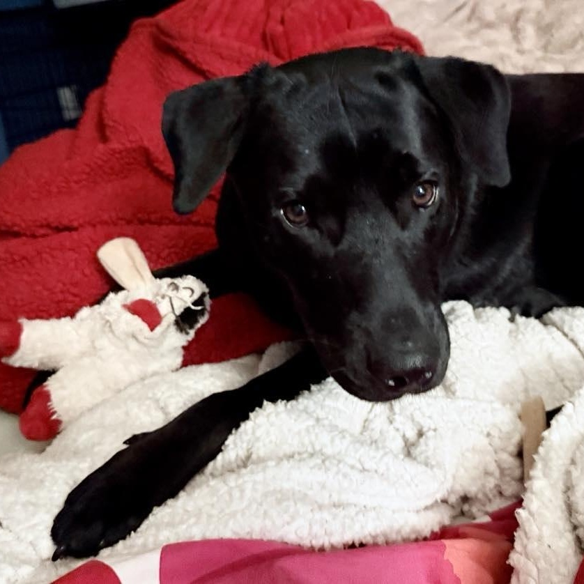 Enlarge Batman, a ADOPTABLE mixed breed in Woolwich, ME image 5/5