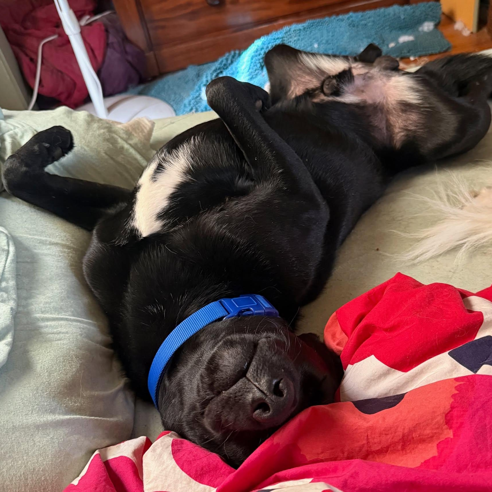 Enlarge Batman, a ADOPTABLE mixed breed in Woolwich, ME image 3/5