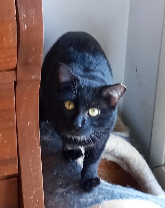 Magnus URGENT - FOSTER NEEDED!