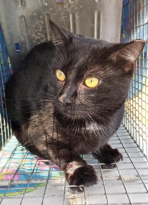 Magnus URGENT - FOSTER NEEDED!