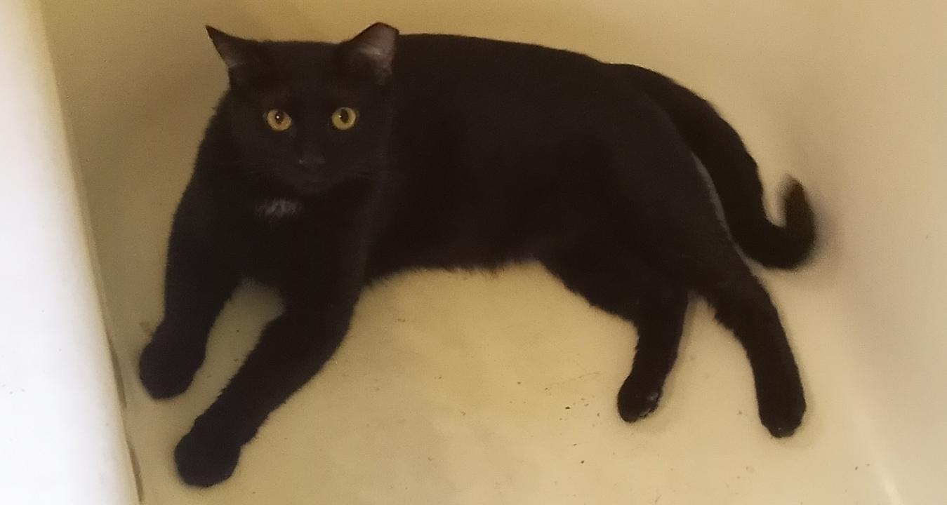 Magnus URGENT - FOSTER NEEDED!