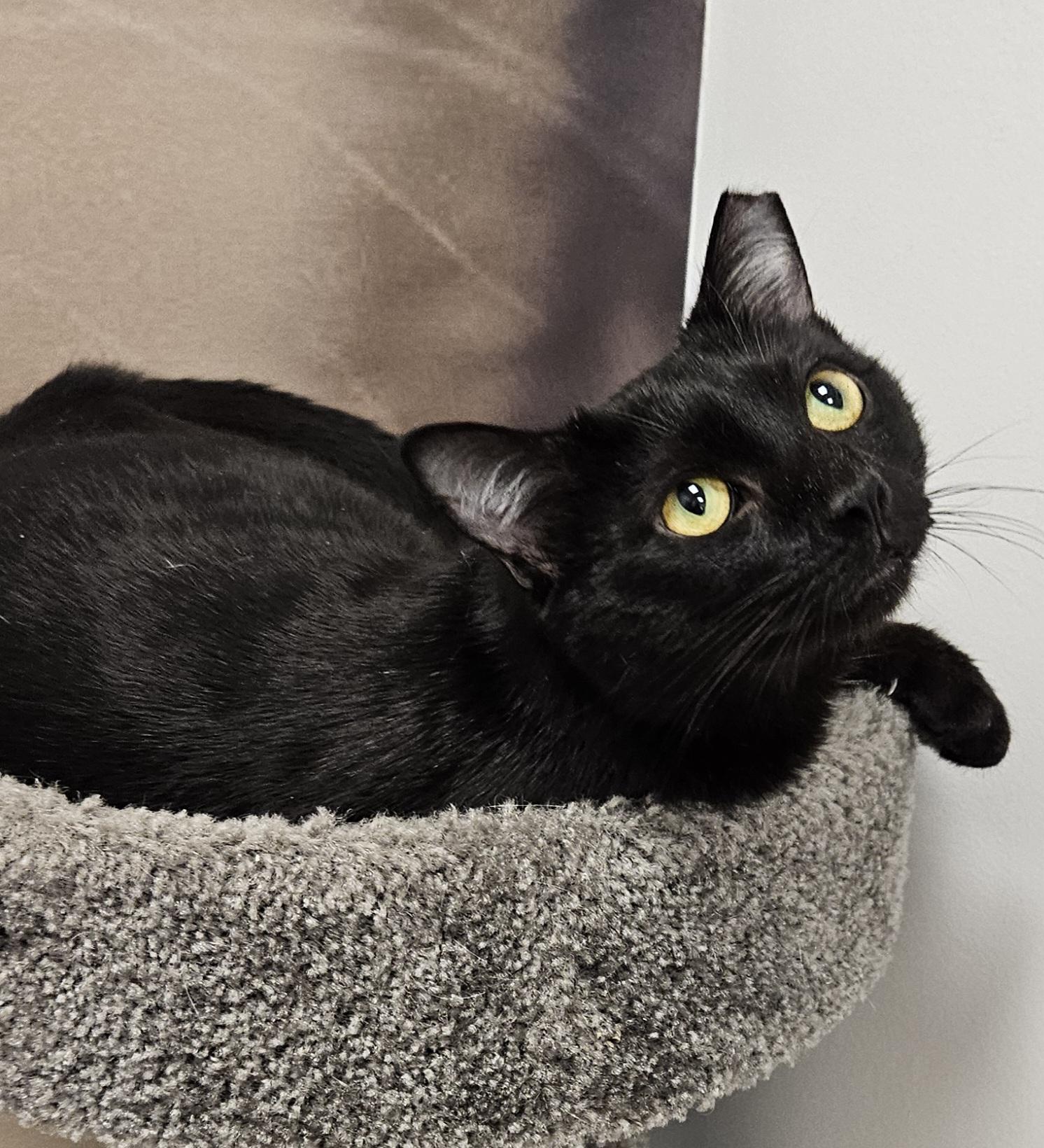 Magnus URGENT - FOSTER NEEDED!