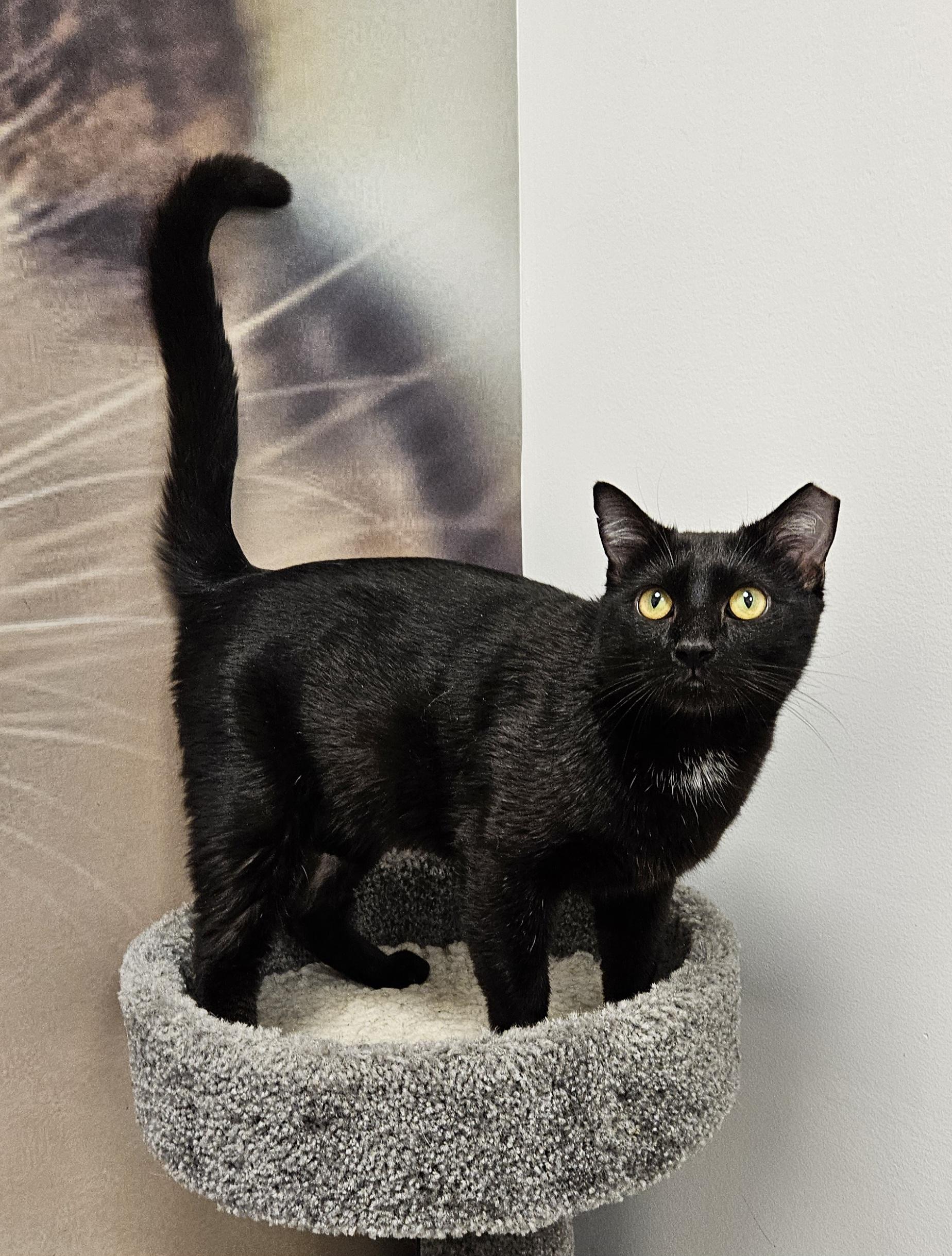 Magnus URGENT - FOSTER NEEDED!