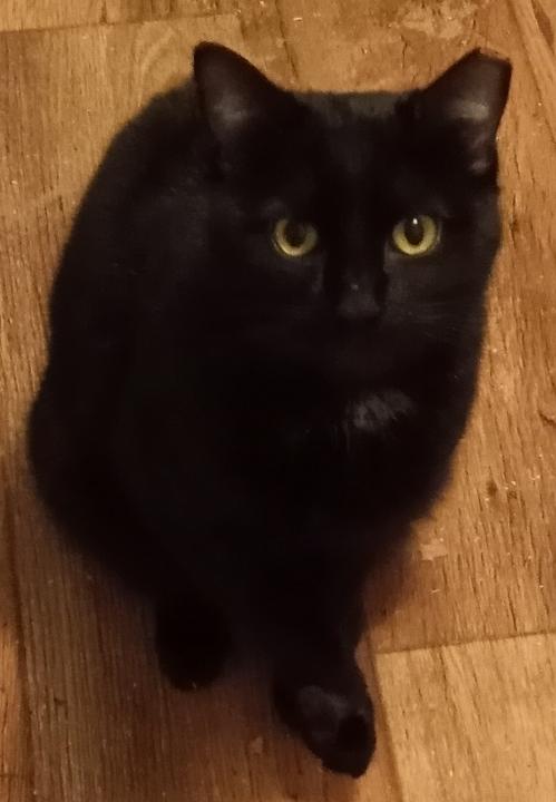 Magnus URGENT - FOSTER NEEDED!