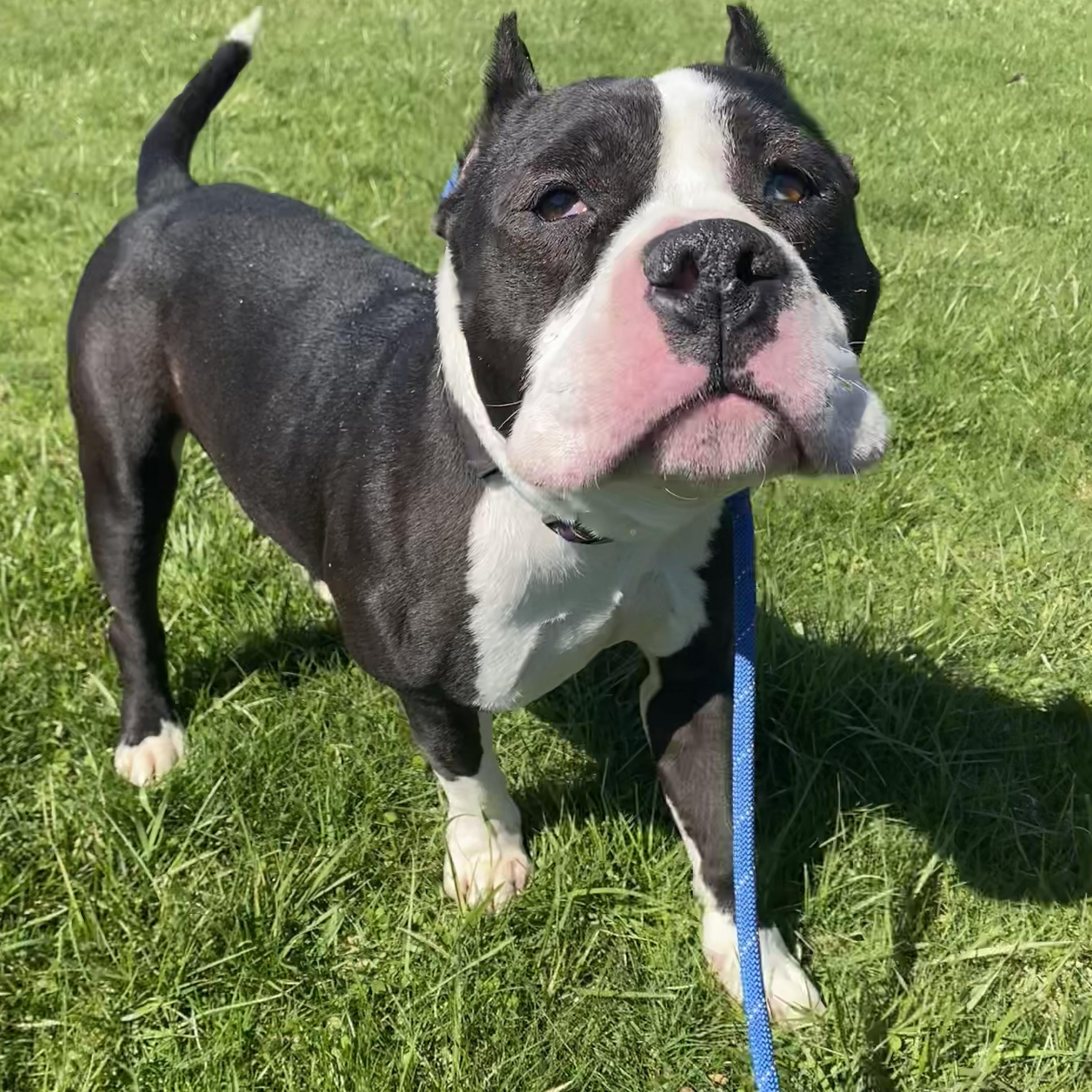 Ace, a ADOPTABLE mixed breed in Allegan, MI image 2/6