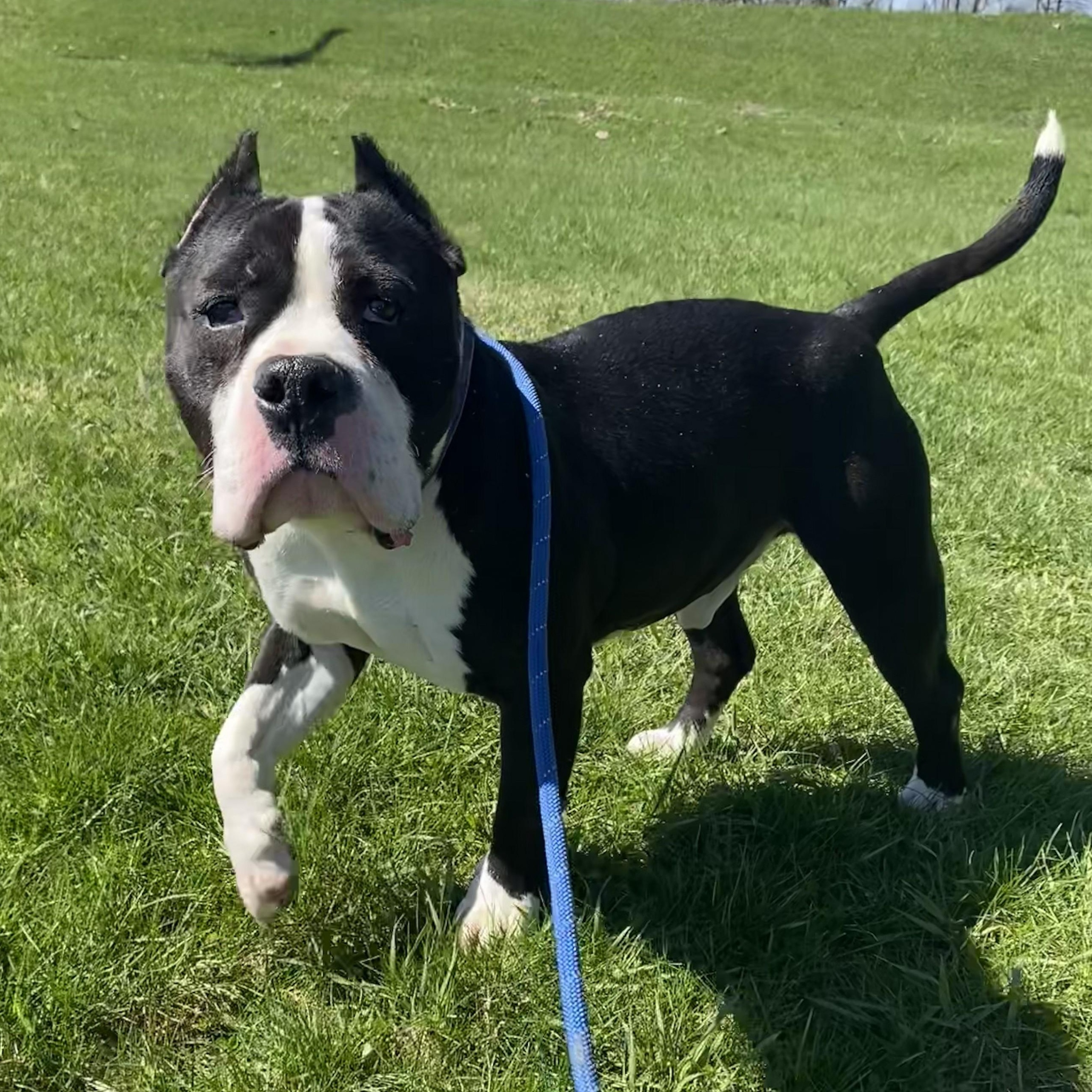 Ace, ADOPTABLE, Senior Male American Bully.
