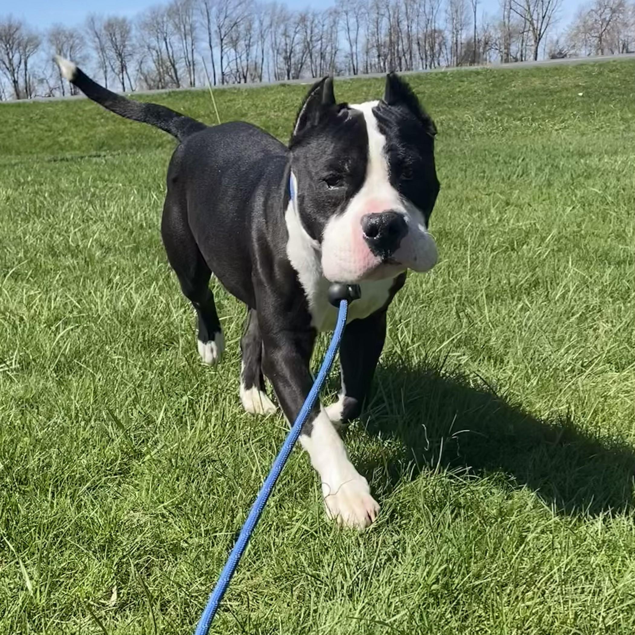 Ace, a ADOPTABLE mixed breed in Allegan, MI image 5/6