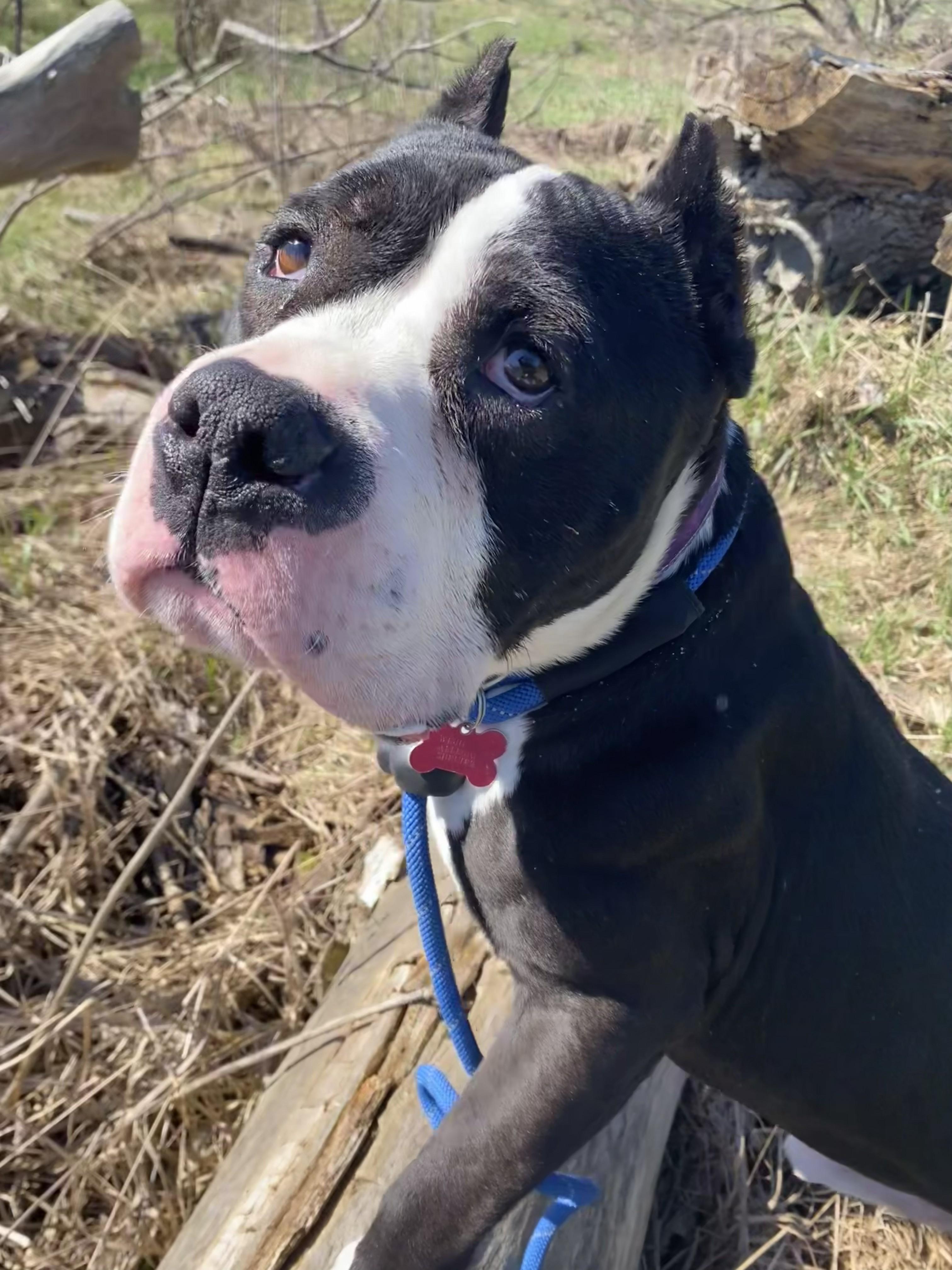 Ace, a ADOPTABLE mixed breed in Allegan, MI image 6/6