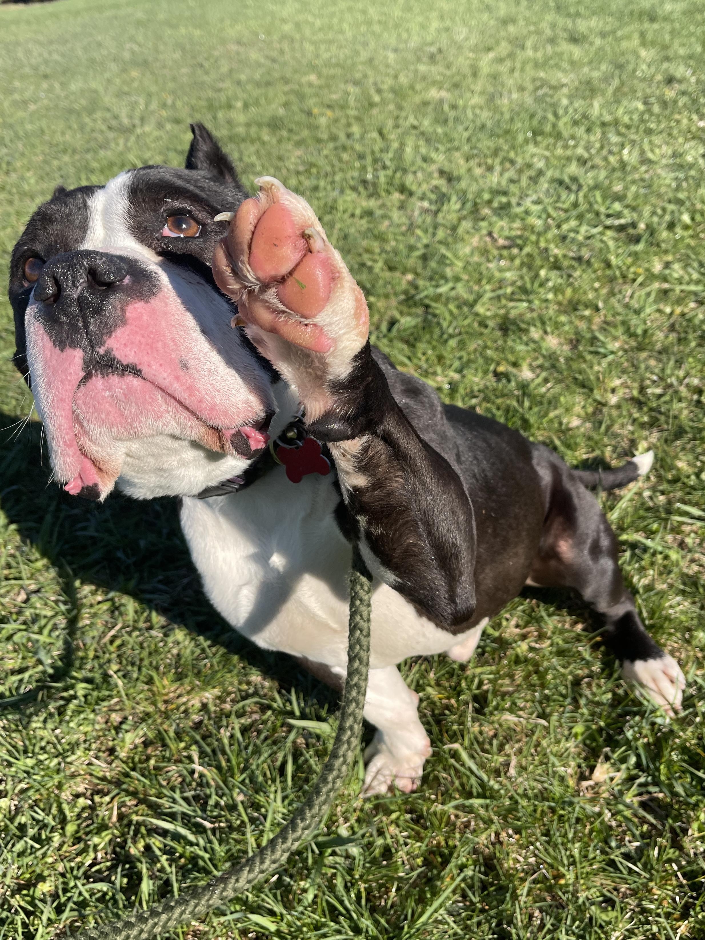 Ace, a ADOPTABLE mixed breed in Allegan, MI image 3/6
