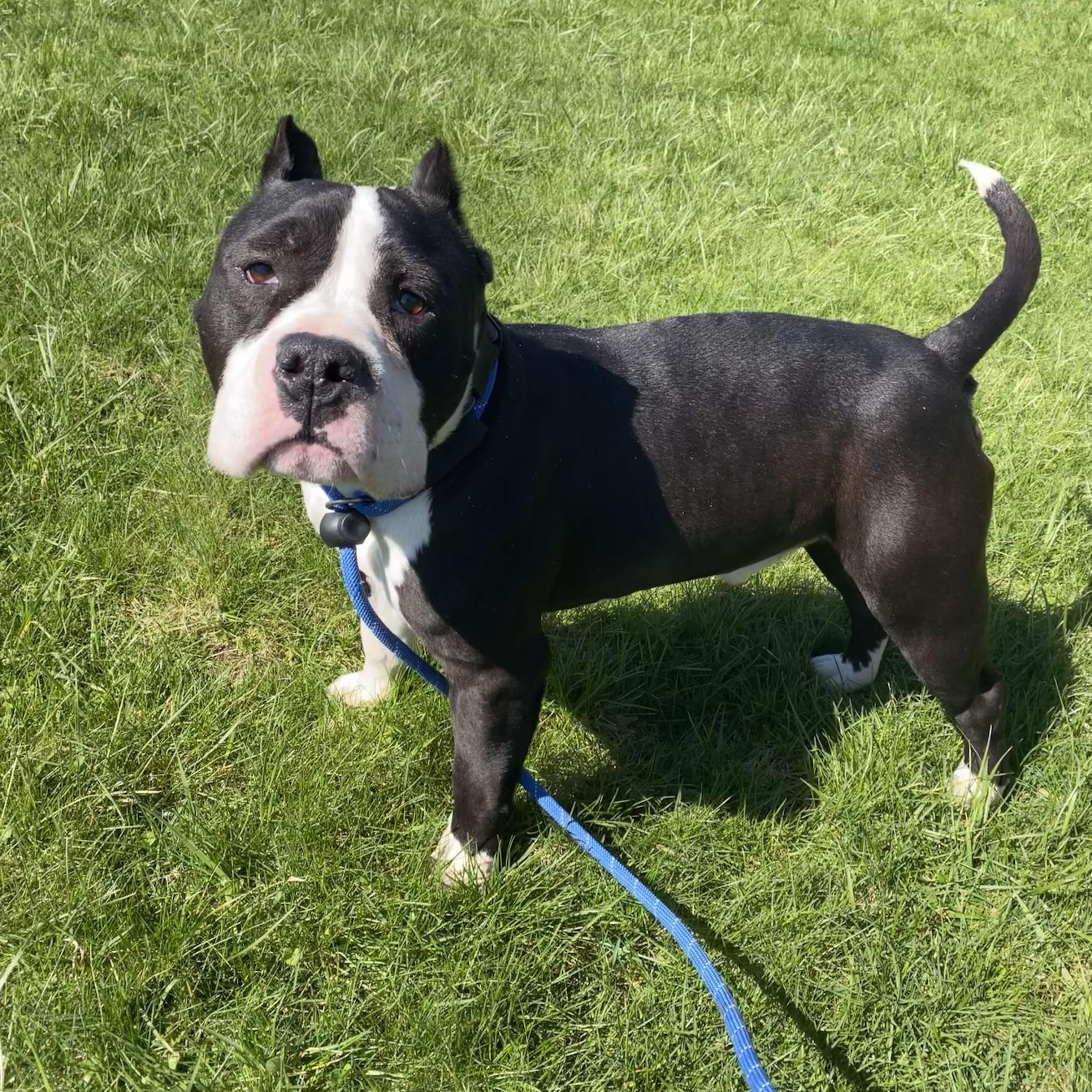 Ace, a ADOPTABLE mixed breed in Allegan, MI image 4/6