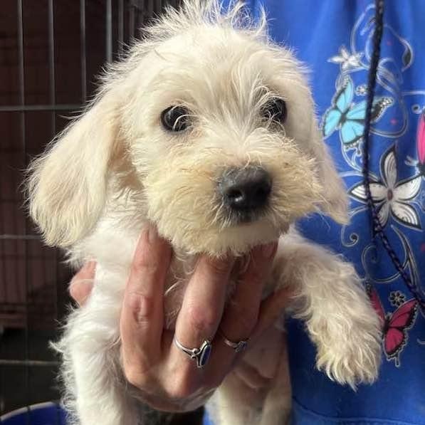Enlarge POPPY, a ADOPTABLE Maltipoo in Vacaville, CA image 1/1