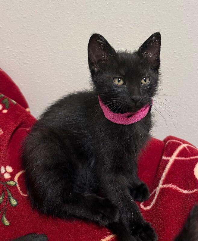 Enlarge Zara, a Adoptable Domestic Medium Hair in Yankton, SD image 1/2