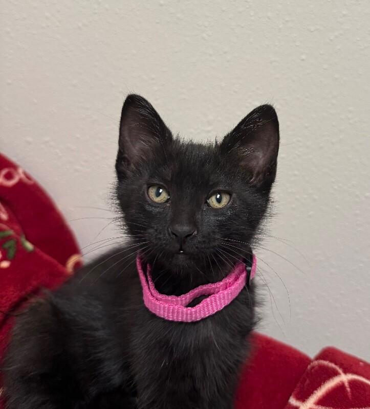 Enlarge Zara, a Adoptable Domestic Medium Hair in Yankton, SD image 2/2