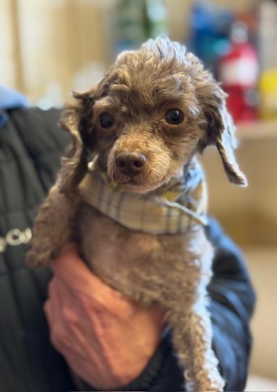 Enlarge Jewel, an adopted Poodle in Long Beach, NY image 3/3