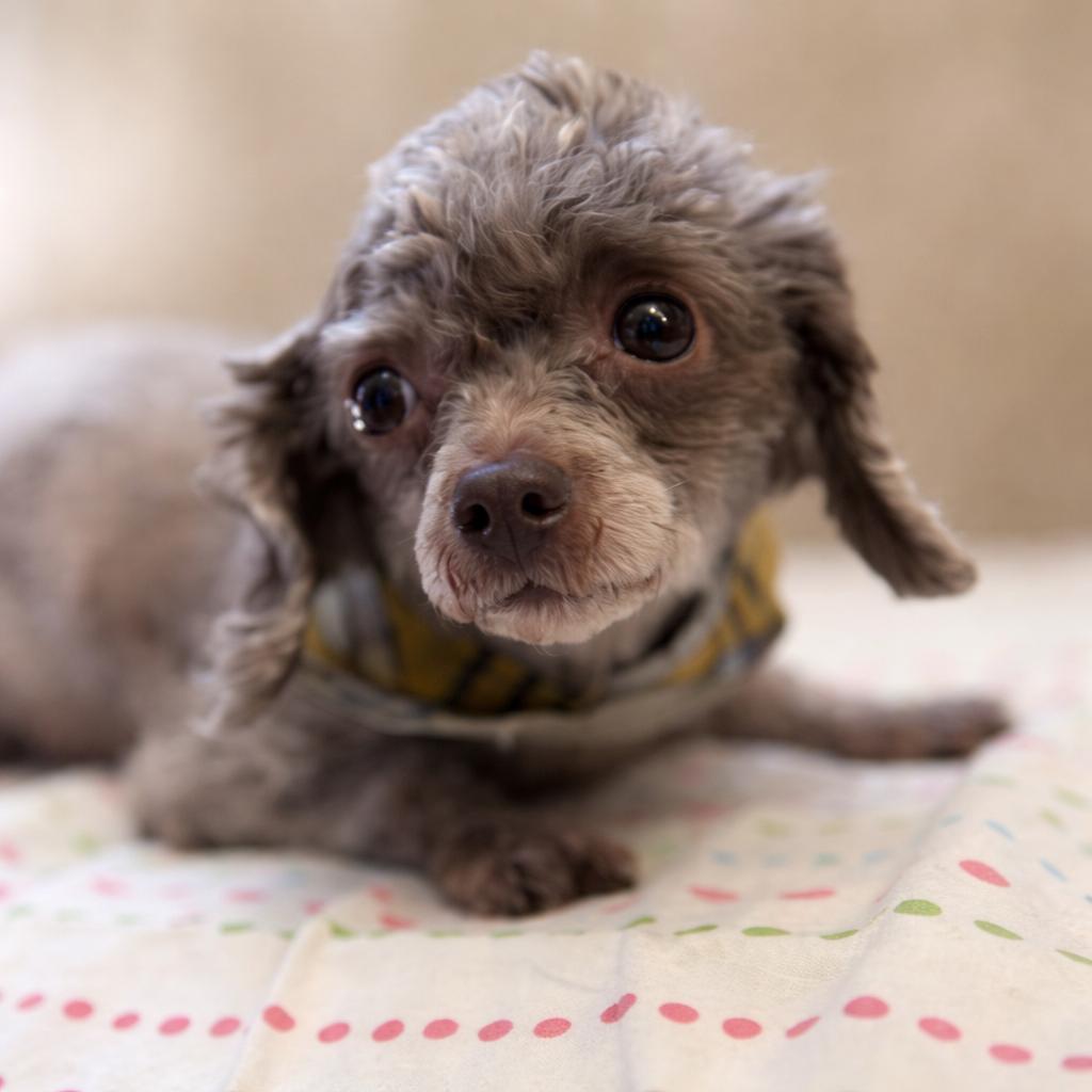 Jewel, adopted, Adult Female Poodle.