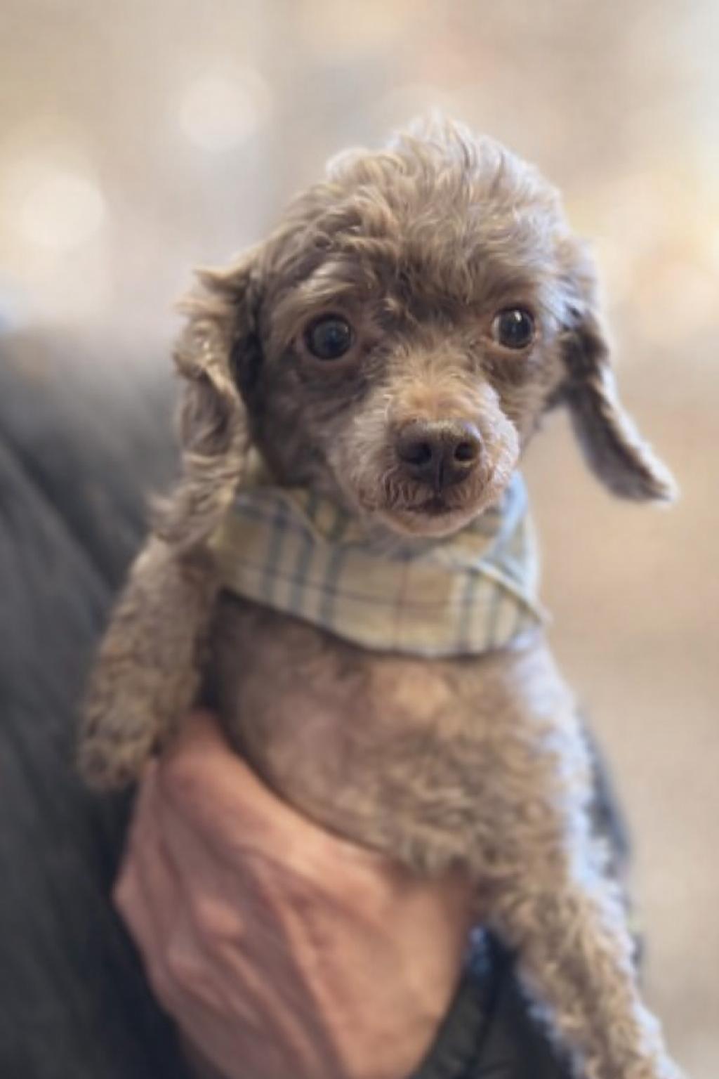 Enlarge Jewel, an adopted Poodle in Long Beach, NY image 2/3