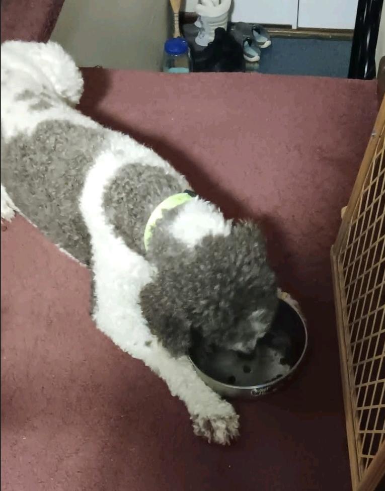 Enlarge ila-Standard Poodle (in NH), a Adopted Standard Poodle in Franklin, MA image 2/6