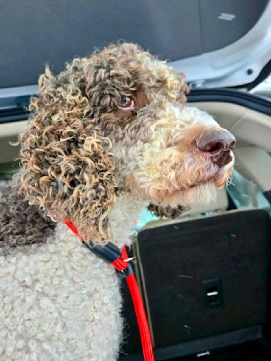 Enlarge ila-Standard Poodle (in NH), a Adopted Standard Poodle in Franklin, MA image 4/6